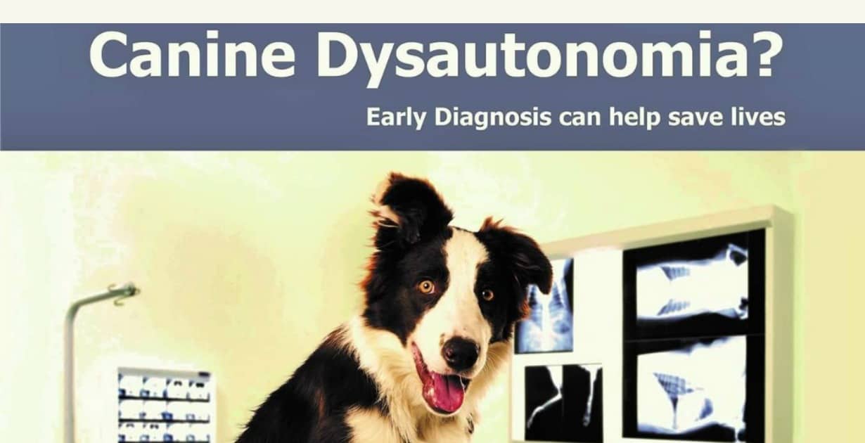 Canine Dysautonomia In Dogs Rising In Midwest Ipetskc